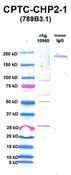 WB using DSHB antibody CPTC-CHP2-1 against CHP2 (rAg 10965) in lane 2. Lane 1 is MW standards. Lane 3 is mouse IgG as controntrol. Image credit: NCL Clinical Proteomic Technologies for Cancer. 